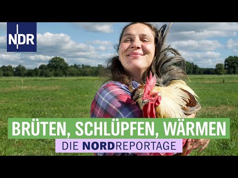 Neue Wege mit alten Hühnerrassen bei Christine Bremer | Die Nordreportage | NDR