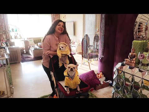 When Candy Met Her Boyfriend Habibi | Adorable Chihuahua Couple | Ss vlogs :-)