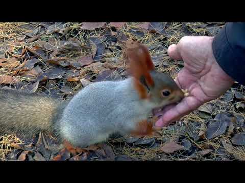 Những chú sóc dễ thương - Động Vật Hoang Dã