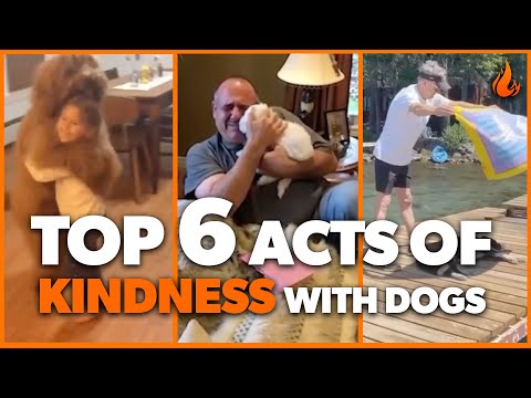 Top 6 Acts of Kindness  - DOGS EDITION | Faith In Humanity Restored