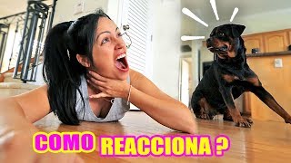 Fingiendo mi MUERTE delante de mi PERRO! Como Reacciona un Rottweiler | SandraCiresArt