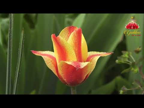 Amazing Colors of Spring Flowers and Fall Leaves Nature Relax Video with Nature Sounds