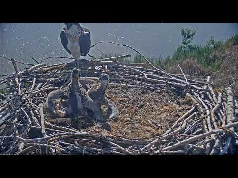 9.Jun.2019 - Younger osprey chick picks a little fight - BoCo Fairgrounds
