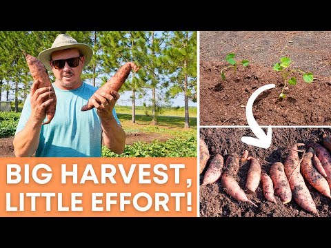 COMPLETE SWEET POTATO GROWING GUIDE: From Planting to Harvest