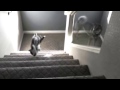 dog falls down stairs