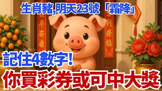 生肖豬注意！明天10月23號，農曆九月初三是「霜降」，你的偏財旺！「這4個數字」一定要記住，買彩券或可中大獎！#生肖豬 #屬豬 #霜降 #偏財運 #財運 #幸運數字 #財庫 #開運 #生肖運勢 #亥豬