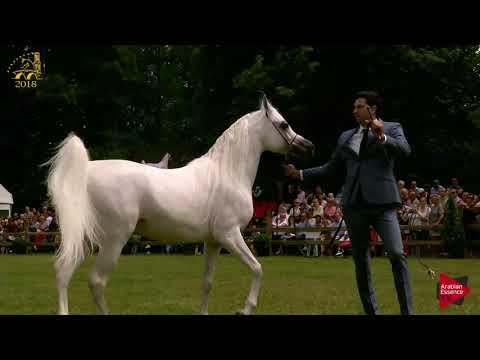 N.206 SAFEER BY SIBILLA - Bruges 2018 Int B - 7-9 Years Old and Older Stallions (Class 115)