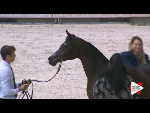 Deauville Arabian Cup 2016 - Yearling Fillies (1B) - 1st place: n°10 ESMAELIA AL HEVAN