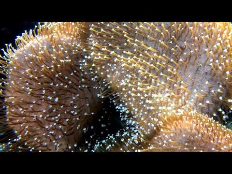 Voyage Futur - Animalia