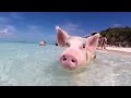 Swim With The Pigs In This Tropical Paradise