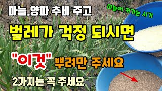 마늘.양파 추비주고 벌레가 걱정 된다면 이것도 함께 뿌려주세요 마늘2차 추비웃거름방법