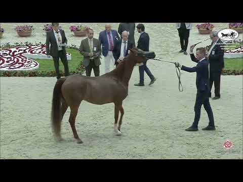 N 129 GHALYAH AL HAWAJER   Sharjah International Arabian Horse Festival 2022   Mares 7 9 Years Old C