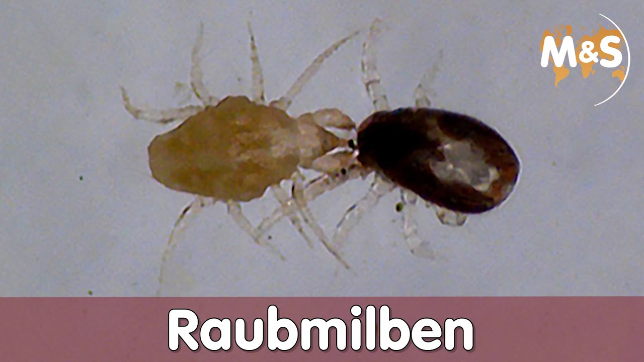 taurrus1UxZvd2gvfmwph