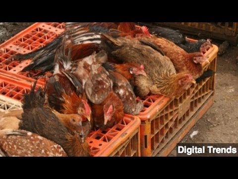 新的禽流感菌株感染了第一例人類。 (New Bird Flu Strain Infects First Human)
