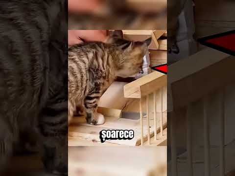 A Făcut un Aparat Care îi Dădea de Mâncare Pisicii 😱