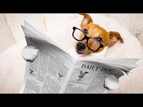 Funniest Dogs And Cats - Best Funny Animal Videos Of The 2021 🐕🐈