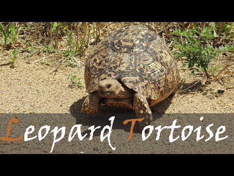 Korytnačka leopardia (Stigmochelys pardalis) — Krugerov národný park