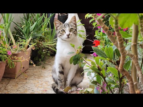 MOST CUTE CAT PART 4 !