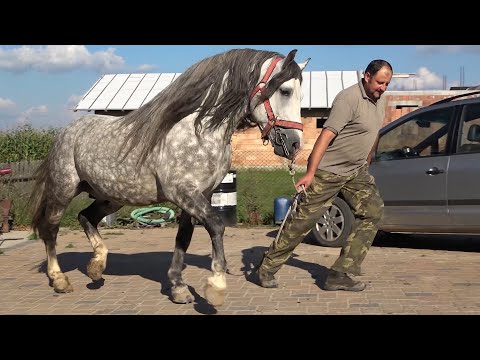 Armasarii lui Vasile Badelita de la Horodnic de Sus, Bucovina - Partea a II-a 2020 Nou!!!