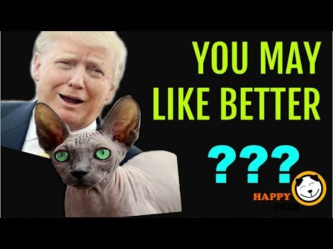 #sphynx cats : Do sphynx cats you may like Better Donuld Trump!