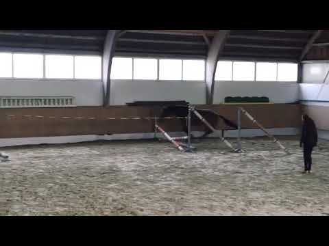 4j Stute von Quiwi Dream