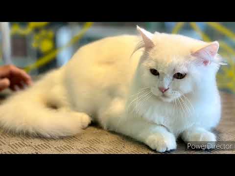 Cat Wash & spa | Complete Tutorial Video | Pet Grooming Academy | Cute Kitten Shower