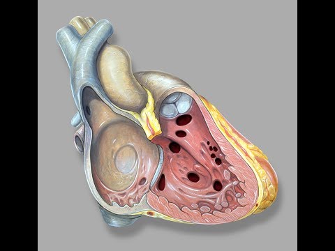 Risikofaktoren für Bluthochdruck Vasokonstriktoren in portale Hypertension