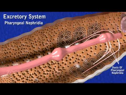 Earthworm: excretory system