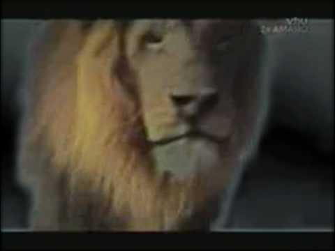 The (real) lion king part 9