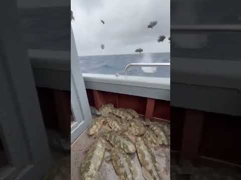 Hundreds of GIANT Stonefish Rain Onto the Boat (Toxic Spine Chaos!) 😱
