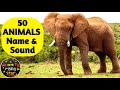 50 Animals Name And Sound English Animals For Kids WATRstar