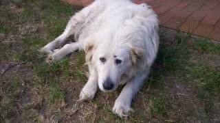 Ron saddler  ---  Tex & Buddy.