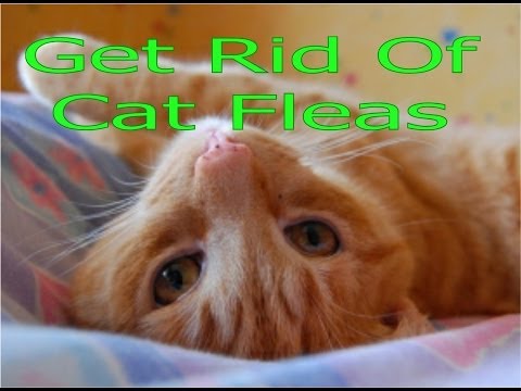 Get Rid Of Cat Fleas In House Cat Flea Extermination