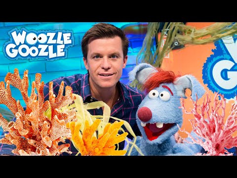 Was sind Korallen? l WOOZLE GOOZLE