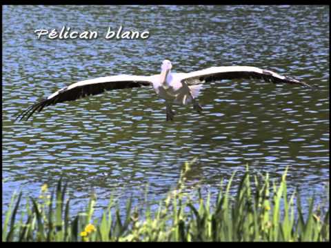 comment prendre en photo un oiseau en vol