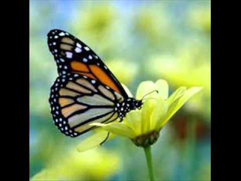 Malaka suwanda denenne...(මලක සුවඳ දැනෙන්නේ)Wijebandara Welithuduva