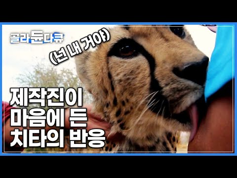 귀여운데 무서워요😢 제작진을 당황하게 만든 치타의 반응│아프리카 나미비아│세계테마기행│#골라듄다큐