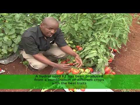 , title : 'Kenya Farmer: Why you need Hybrid Seeds'