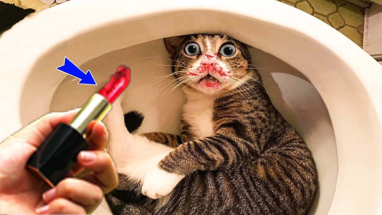 Laugh until you cry with these hilarious animals😀