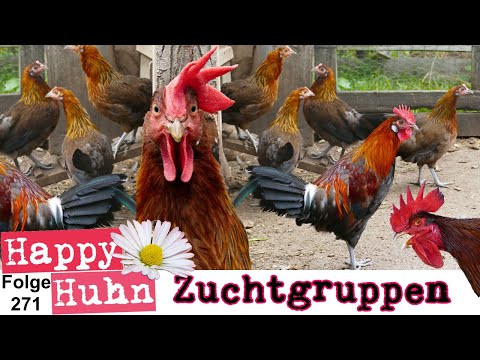 Tips for chicken breeding: Assembling breeding groups, selecting breeding roosters, HAPPY CHICKEN...