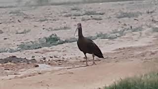 preview picture of video 'One of the longest beak bird'