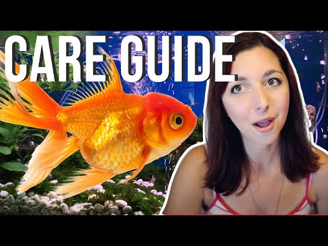 Goldfish Beginner Care Guide | Basic Care For Goldfish