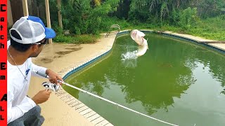 SAVING FISH in ABANDONED SWIMMING POOL! Fishing them Out