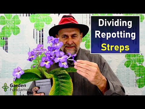 Streptocarpus - Dividing and Repotting  ✂️🎊💎 What to do when your cape primrose gets too big?