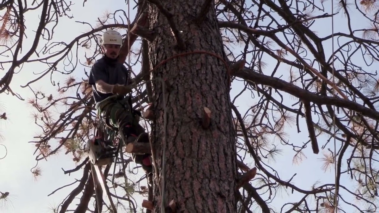 Cutting A Dead Tree God Calling Ministry