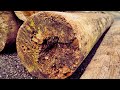 Carpentry Marvels Witnessing The Transformation Of Old House Wood Into Artistic Brilliance