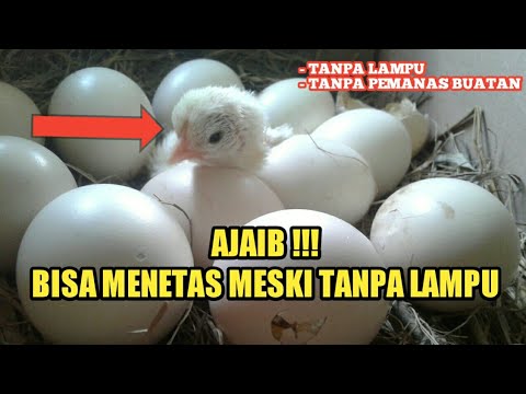 , title : 'TELUR AYAM BISA MENETAS MESKI TANPA LAMPU PEMANAS [hatch eggs without electricity]'