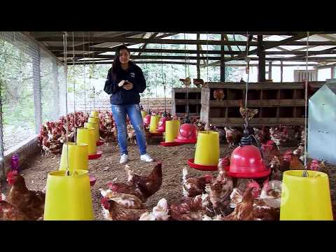 , title : 'Situaciones que afectan la postura de las gallinas | La Finca de Hoy'