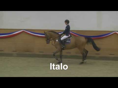 Stall VÖLZ - Hengst ITALO v. Inschallah de Muze