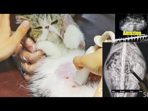 Garfield Cat Pregnancy Ultrasound & X-ray Check| Guess how many kittens in her womb?